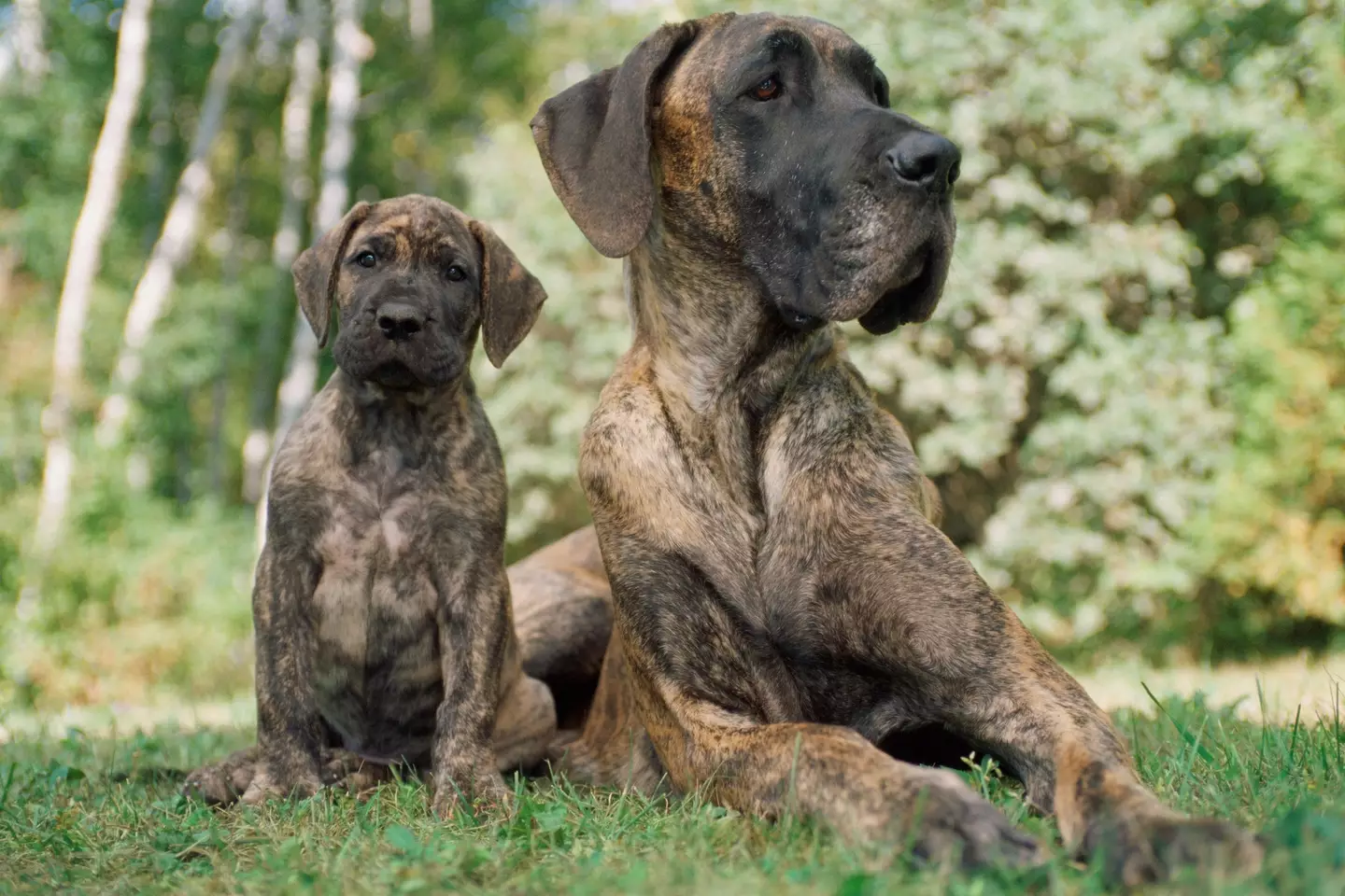 Great Danes sadly have quite a short life span. (Jim Craigmyle / Getty Images)