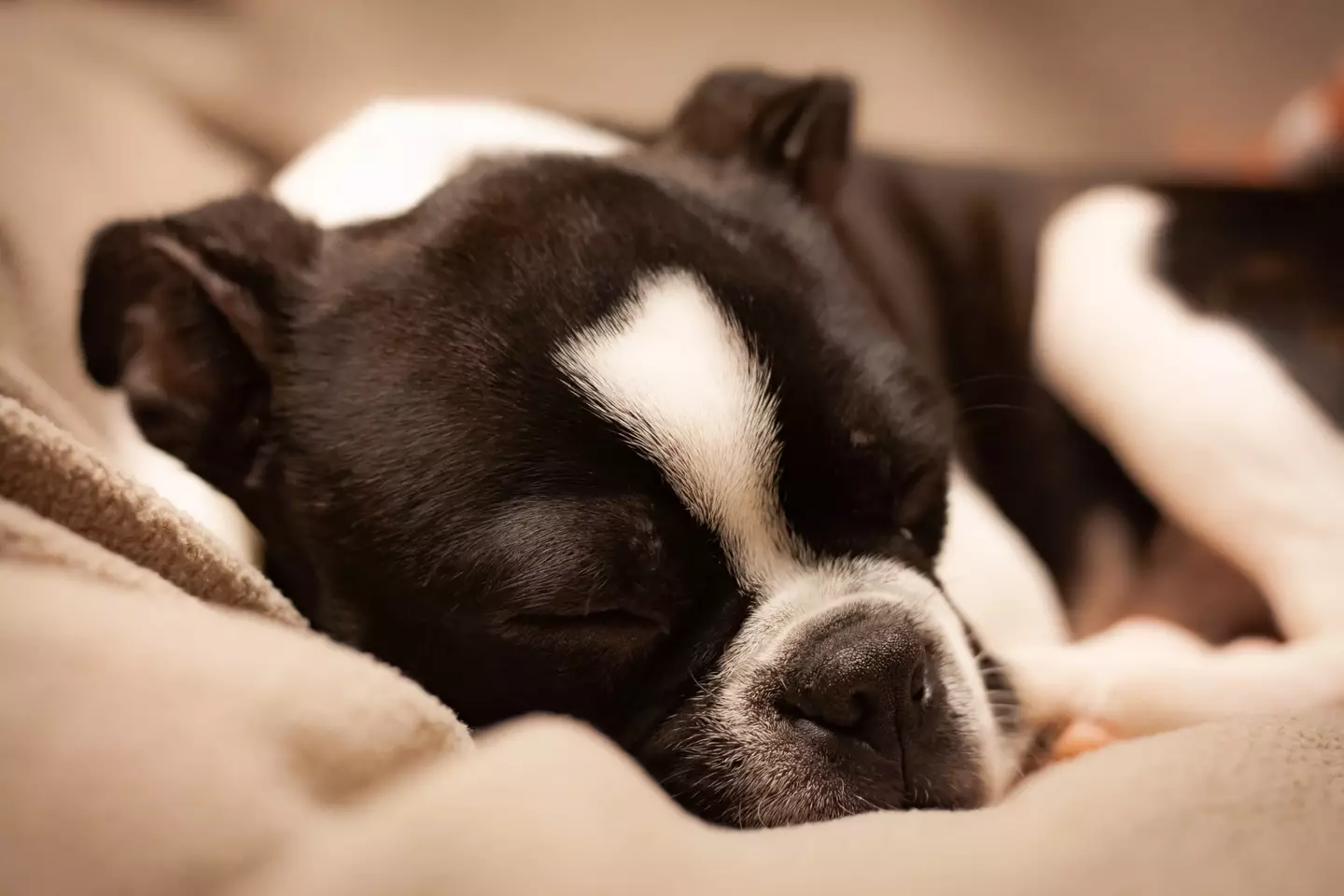 Your dog's snoozing habits can tell you a lot about how they're feeling. (