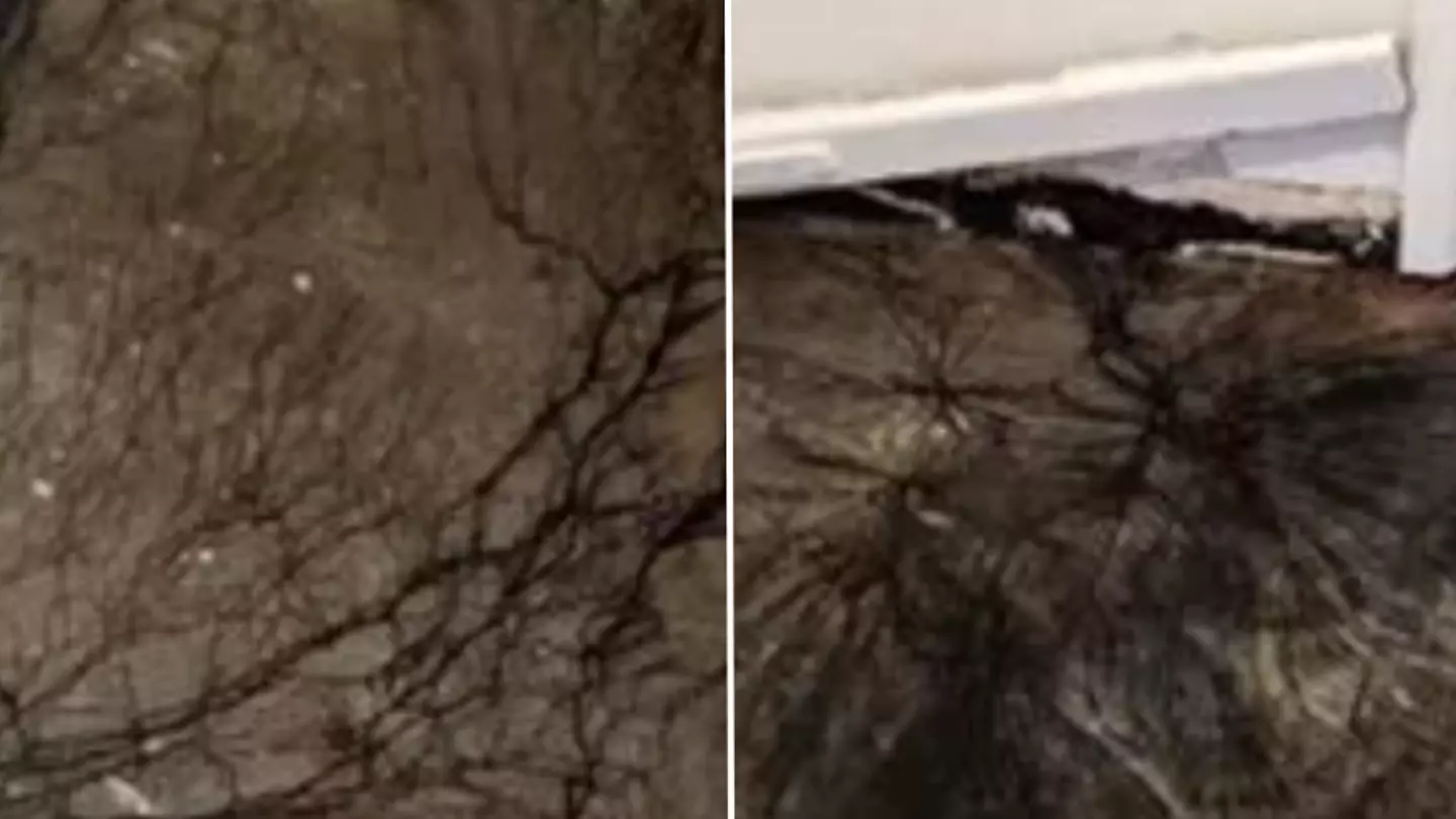Woman makes ‘terrifying’ discovery after lifting up old floorboards in home