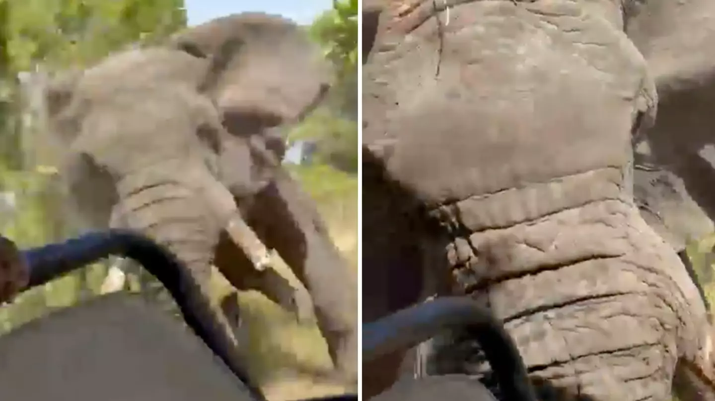 Woman tragically dies after elephant charges at group of tourists on safari