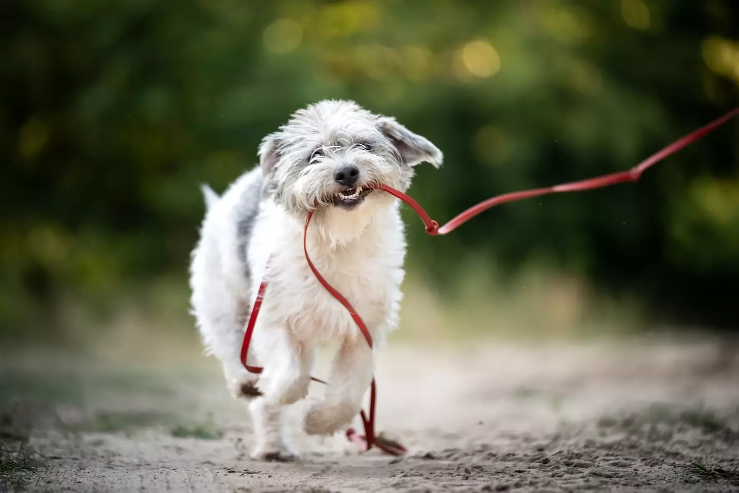 There's ways we can protect our pets this summer. (Anita Kot/Getty Stock)