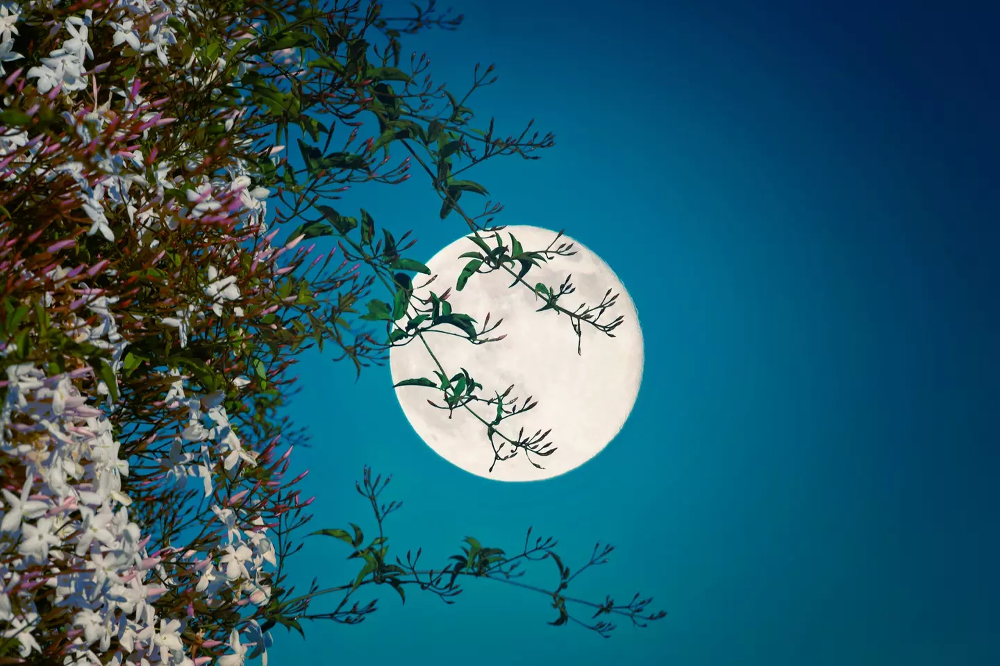 The Flower Moon will be bright and visible on 23 May. (Getty Stock Photo)