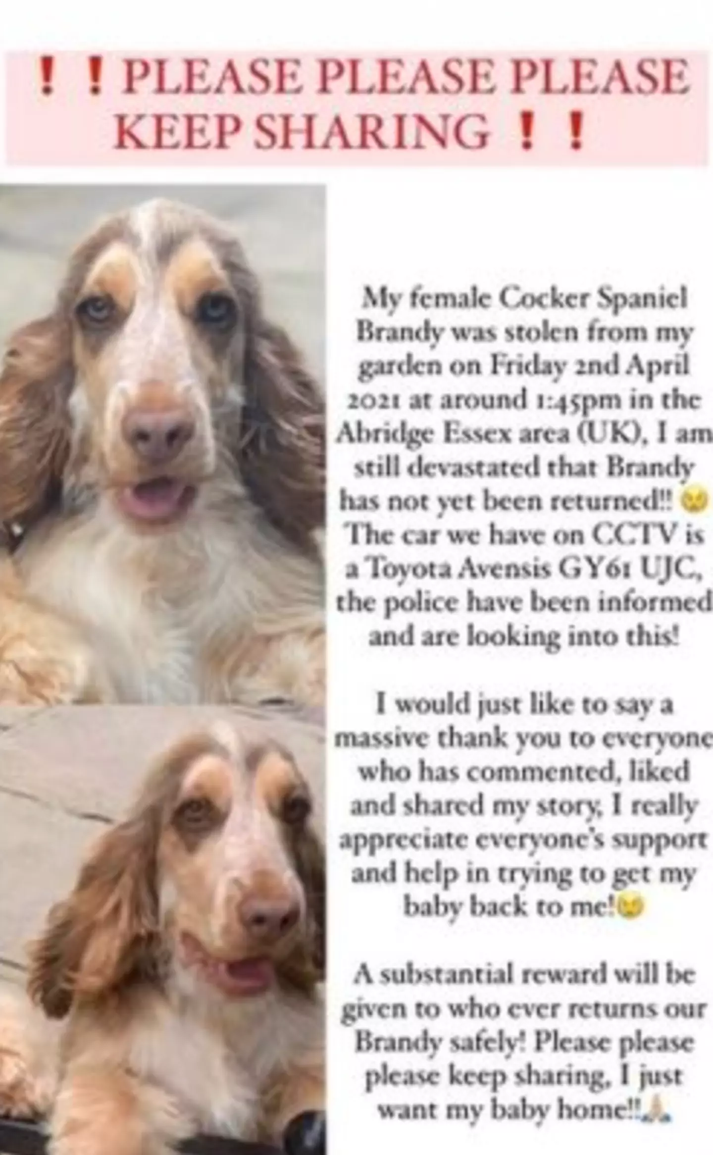 At the time, Brandy's owners shared a post explaining that their beloved pup had been stolen from their back garden.