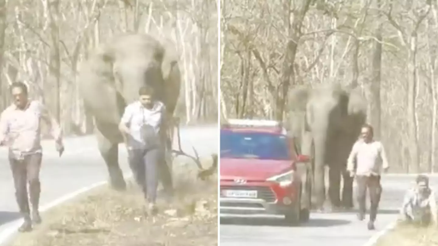Heart stopping moment an elephant charges towards a family in a national park