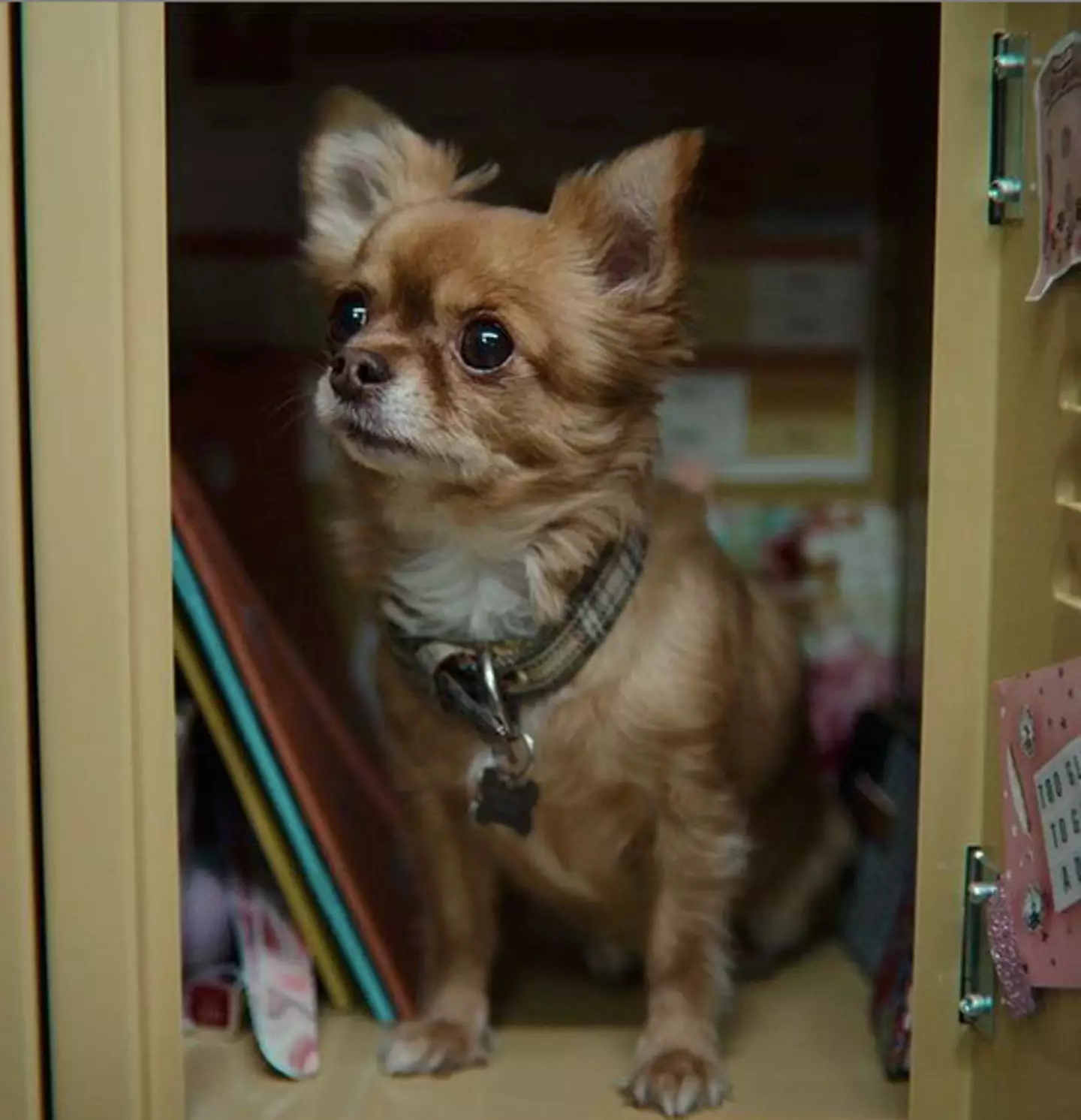 Ruby keeps her pet dog Baby in her locker (