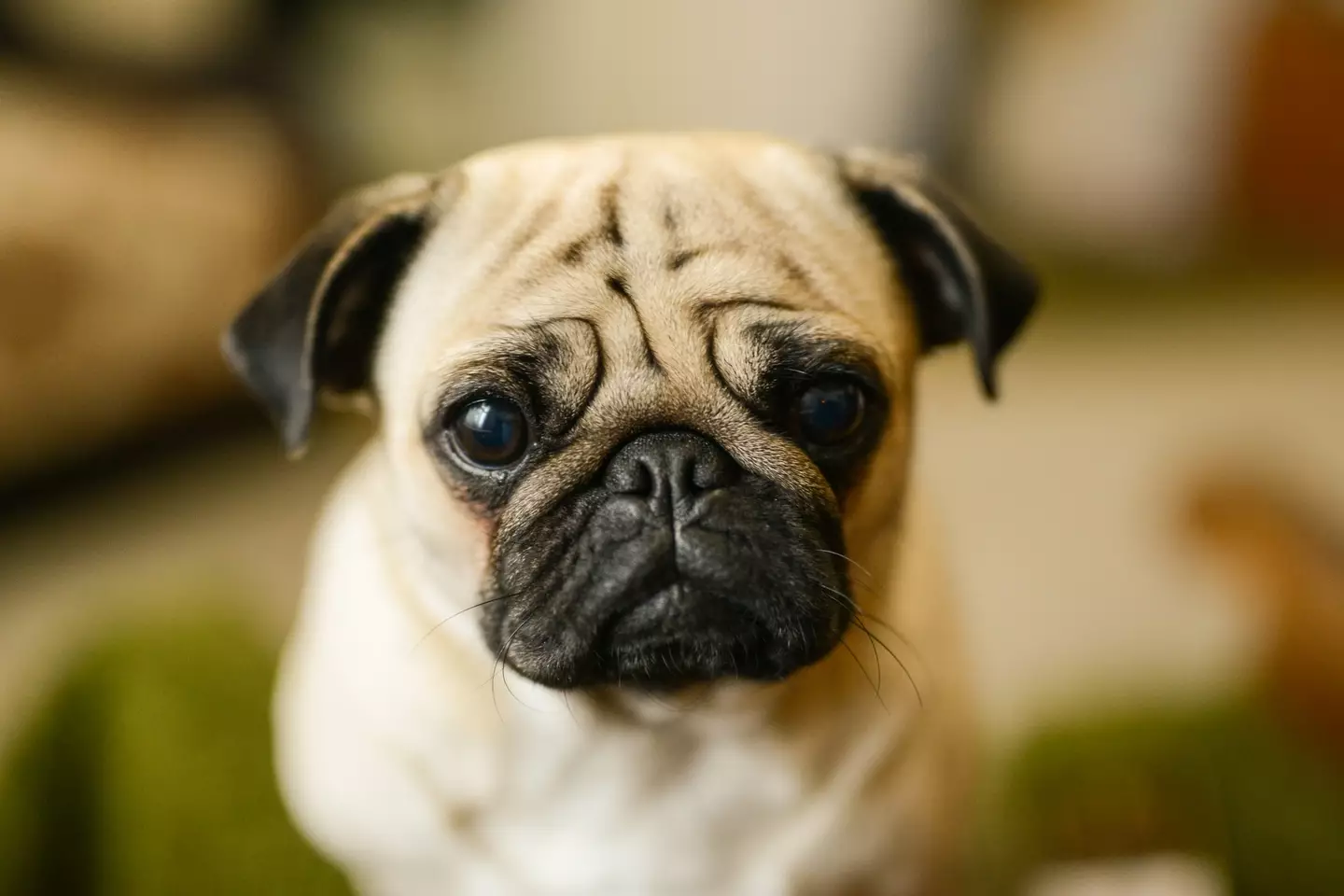 Brachycephalic dogs, like pugs, have difficulties breathing.  (Dragica Andjelic / Getty Images)