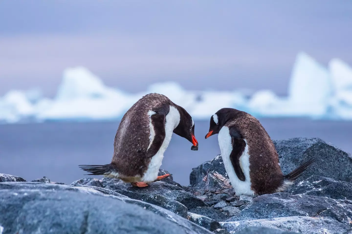 Pebbling is inspired by the behaviour of penguins. (Getty Images/NicoElNino)