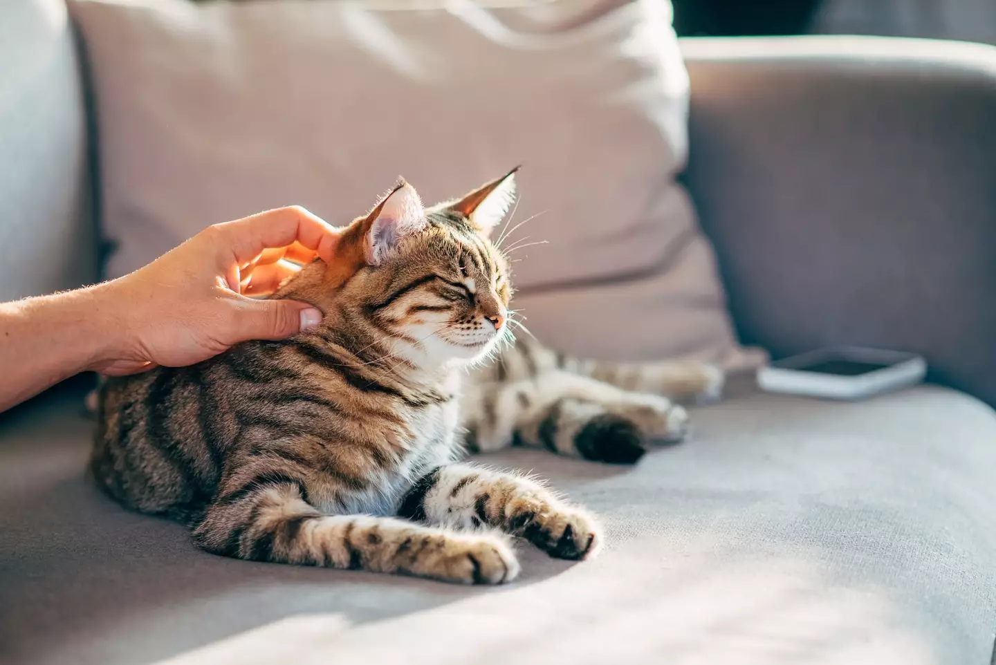 All cats need to be microchipped by next month (10 June). (Kseniya Ovchinnikova / Getty Images)