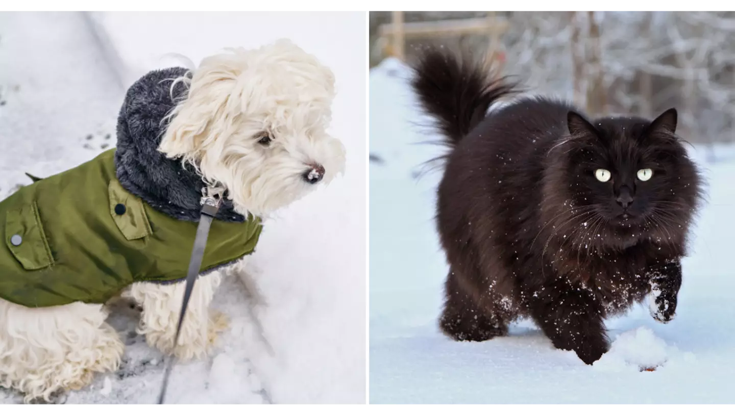 Expert issues warning to pet owners about grit as UK hit with snow