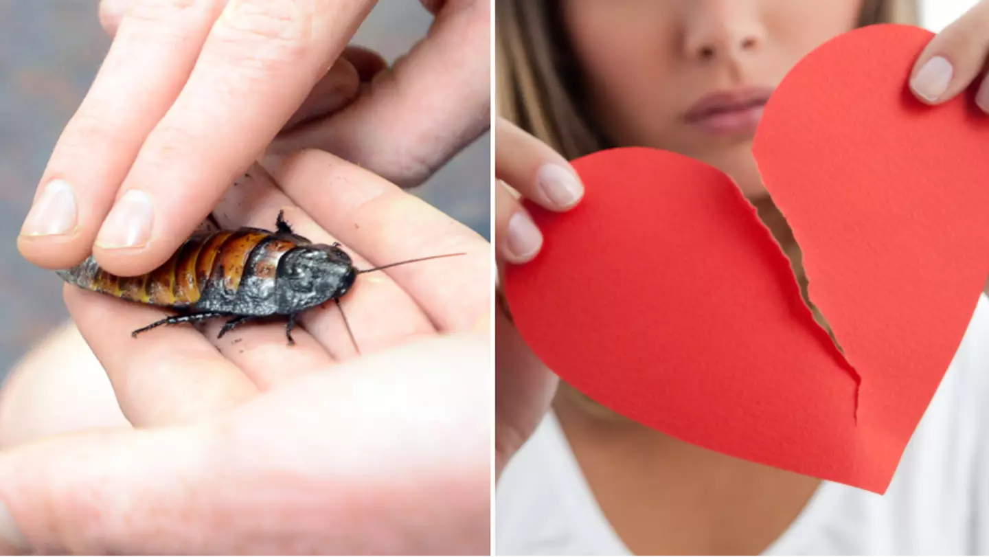 People left divided after zoo allows visitors to name cockroaches after exes