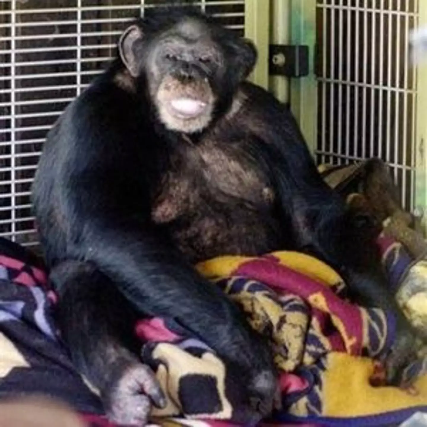 Travis was a 200lb chimpanzee. (AP Photo/The Stamford Advocate, Kathleen O’Rourke)