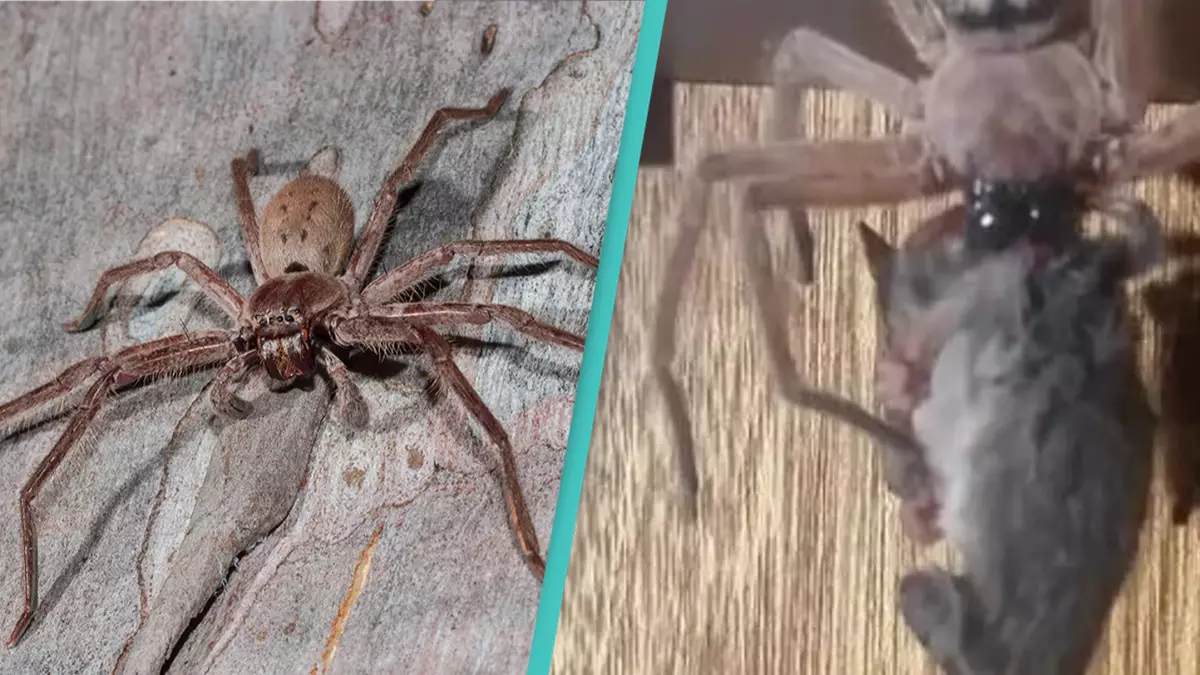 Huntsman spider devours entire possum in front of horrified husband and wife in Tasmania
