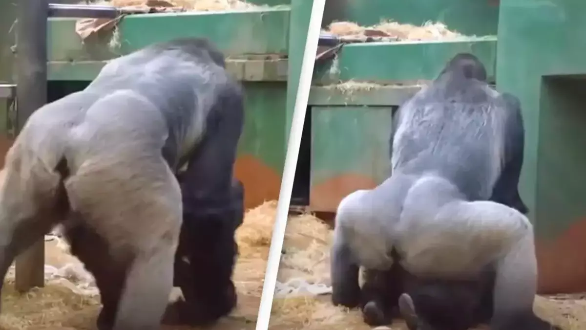 Animal Human Sex Monkey - Parents in shock as gorillas mate in front of kids at zoo