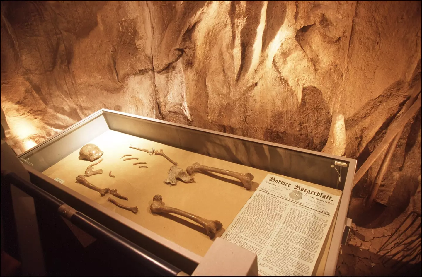 Neanderthal bones were analyzed for the study. (Patrick AVENTURIER/Gamma-Rapho via Getty Images)