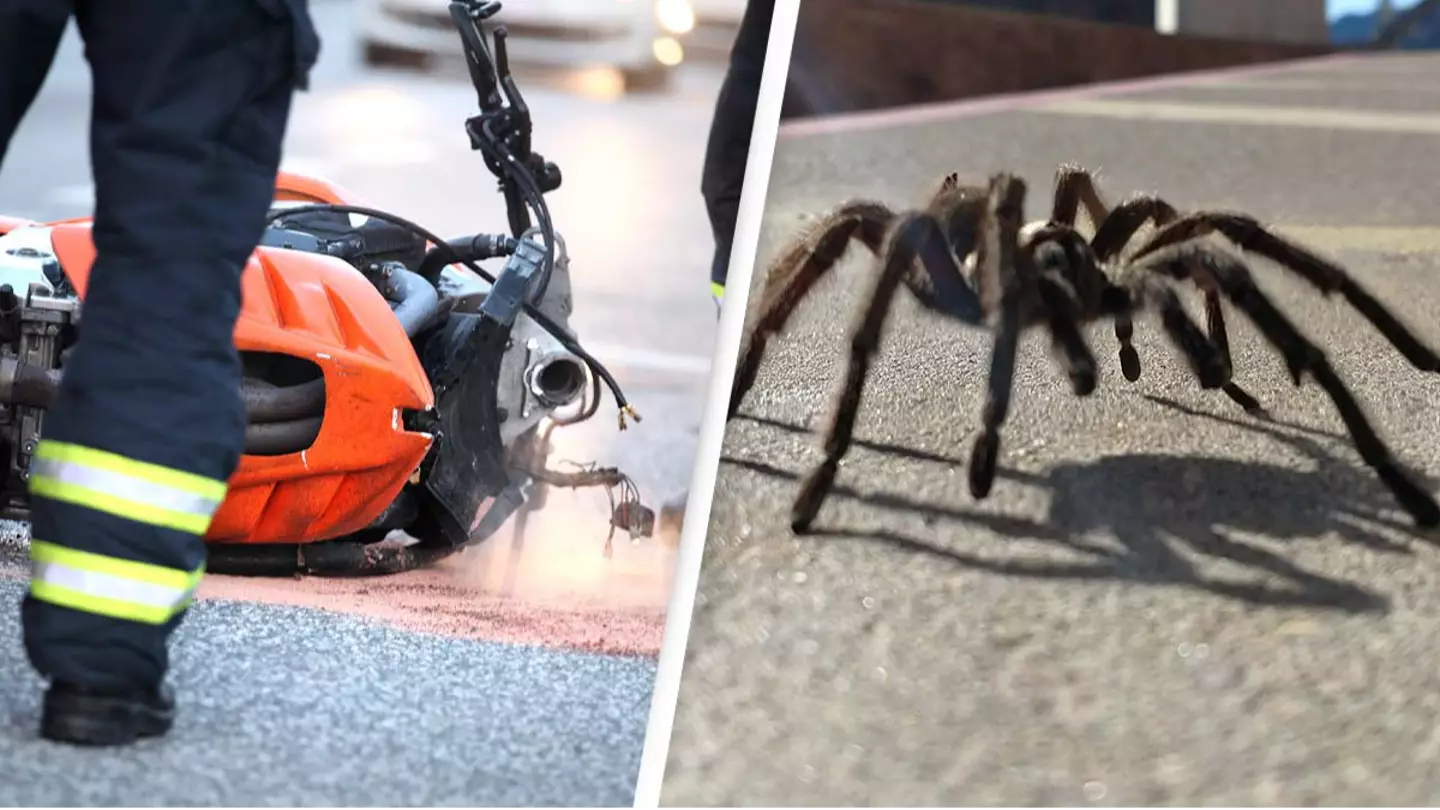 Motorcyclist hospitalized after car swerves to avoid tarantula that was crossing the road