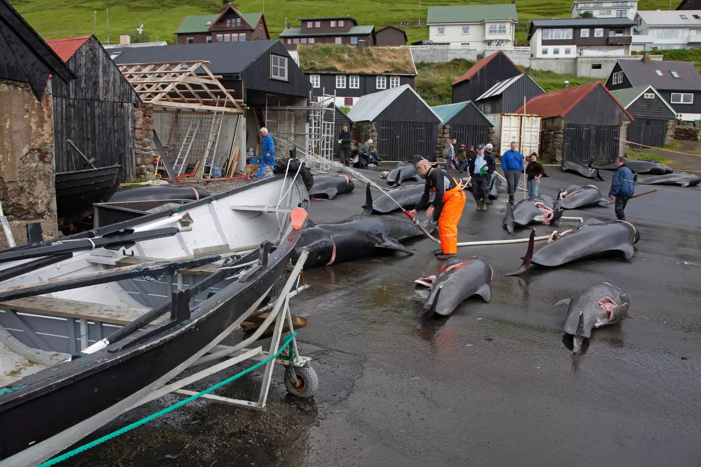 Dolphin hunting is linked to a centuries-long tradition on the Faroe Islands.