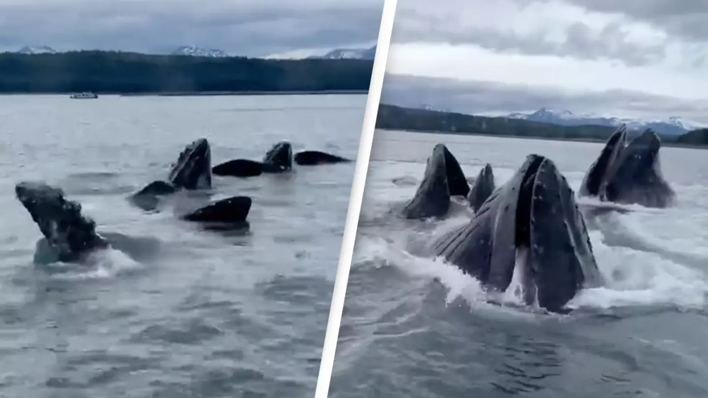 Cruise passengers 'freak out' as pod of whales burst through ocean surface