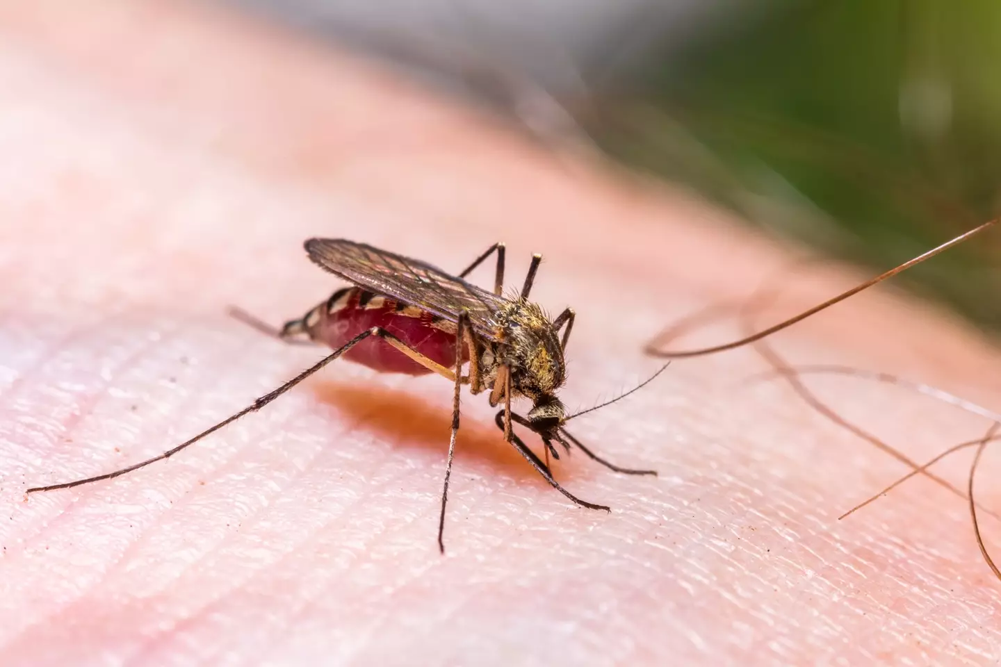 Mosquitos carry a lot of bacteria. (Anton Petrus / Getty)