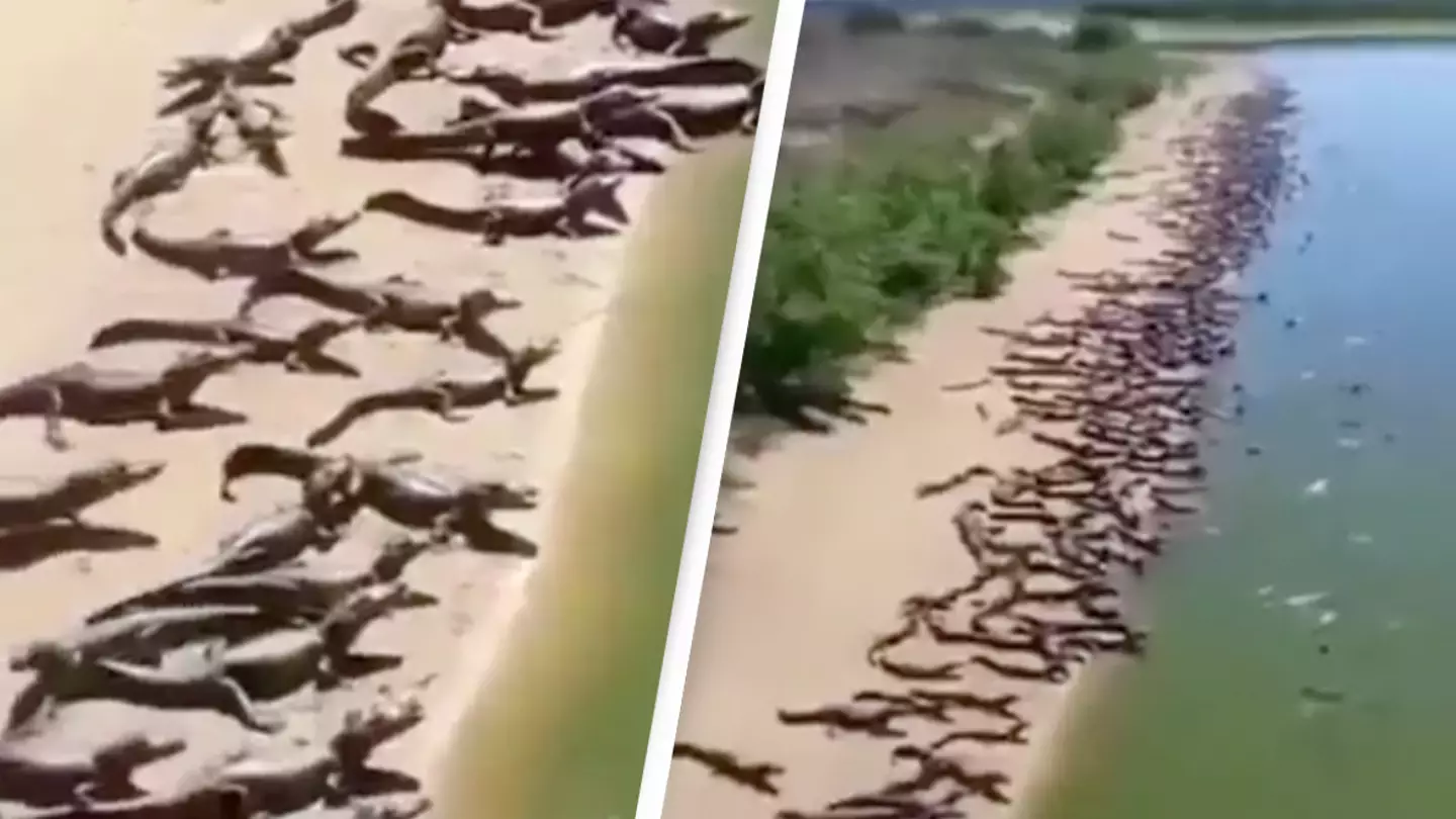 Truth behind the 'crocodile invasion' of beach in Brazil