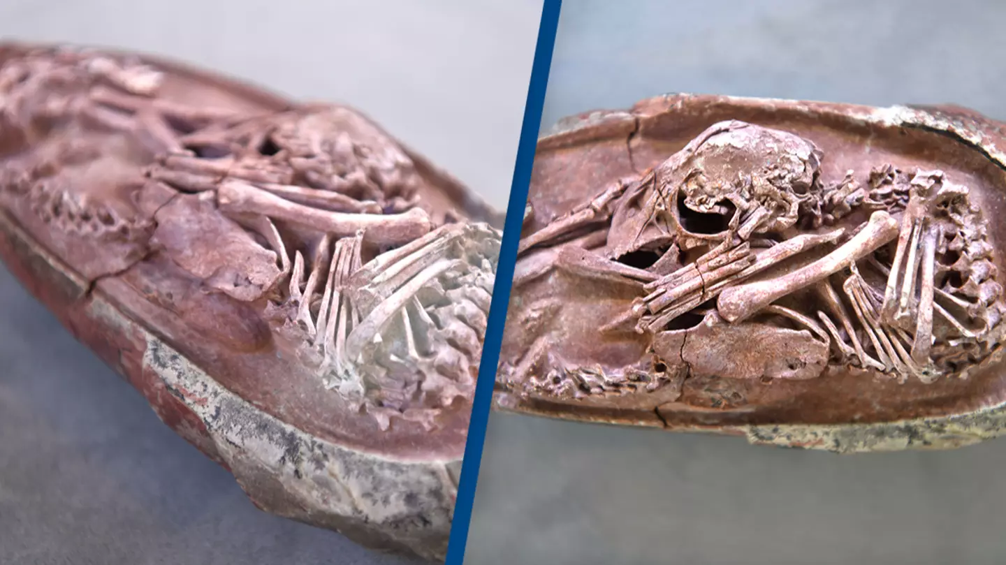 Scientists discovered perfectly preserved dinosaur embryo inside fossilized egg 