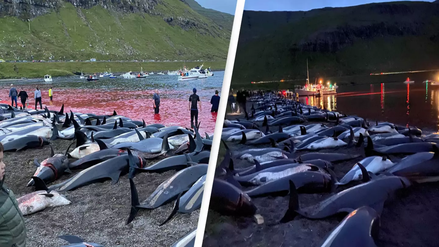 Faroe Islands Promises To Limit Slaughter After More Than 1,400 Dolphins Killed In Single Day