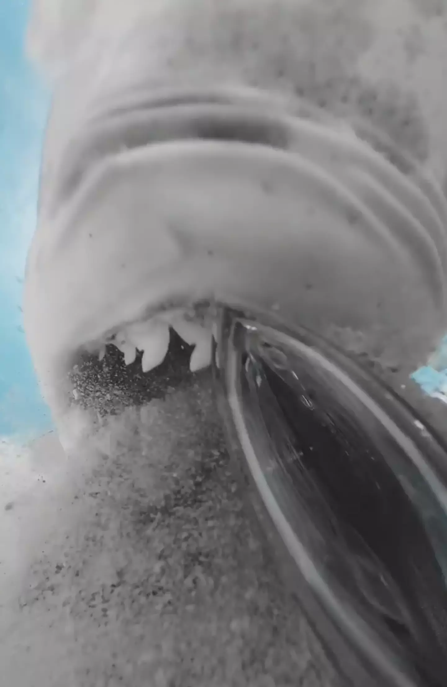 Incredible footage shows inside the shark's mouth.