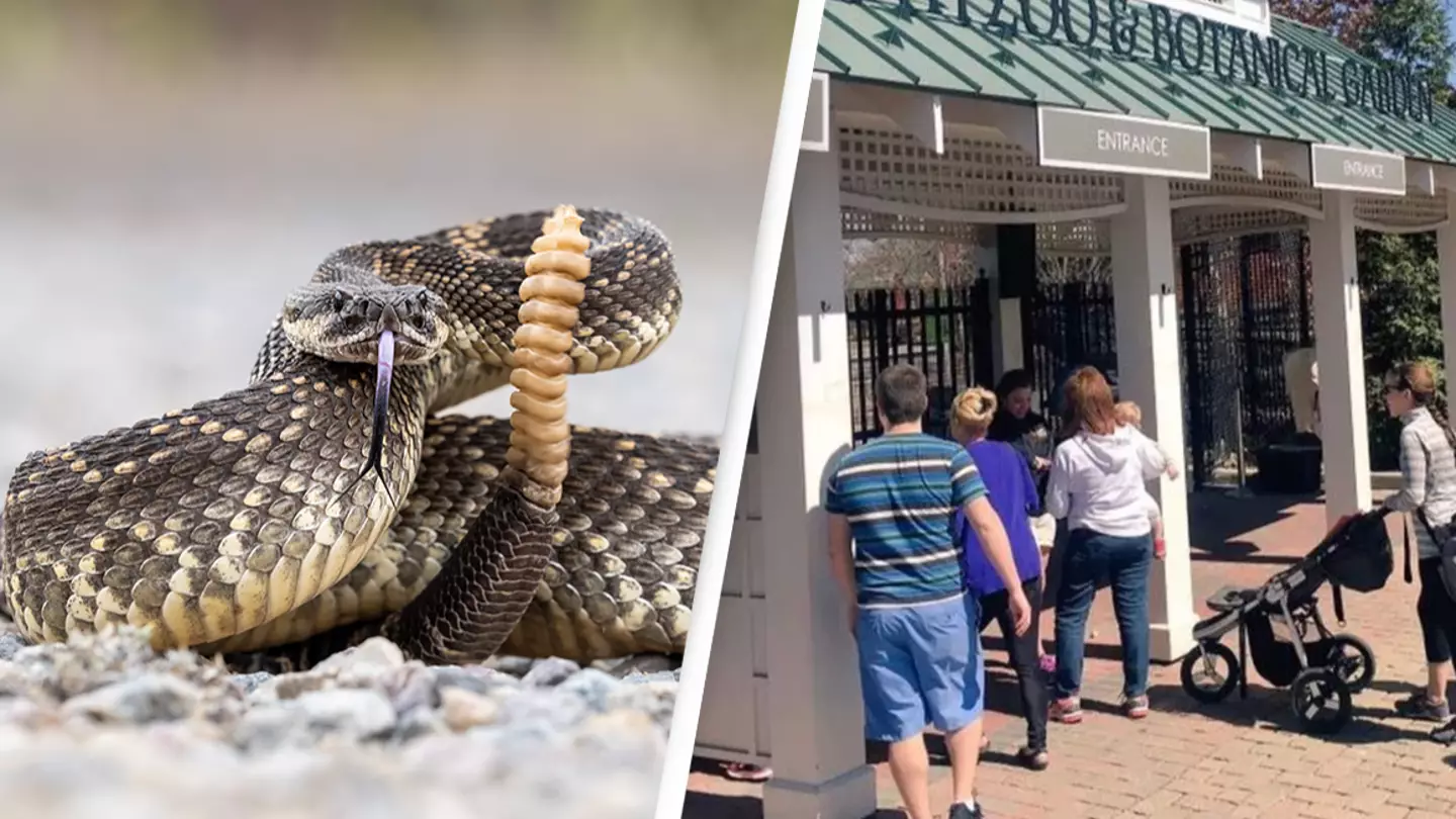 Zoo employee hospitalised after being bitten by highly venomous rattlesnake