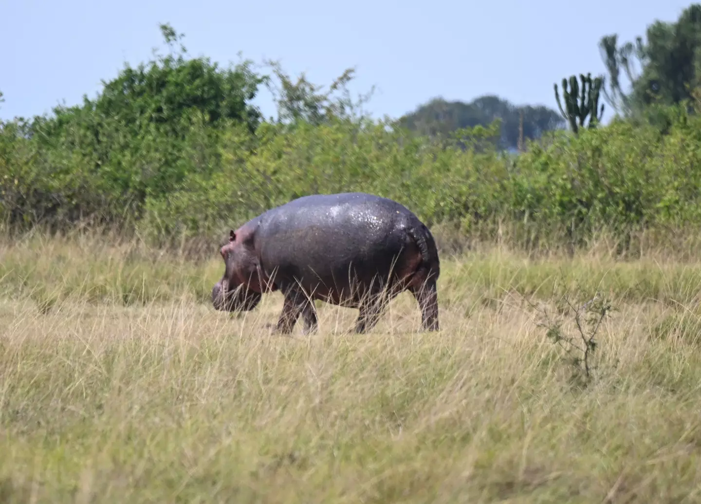 El 'hipopótamo cornudo' se enfrenta a la 'extinción'.  (Sem Jenko/Anatolu vía Getty Images)