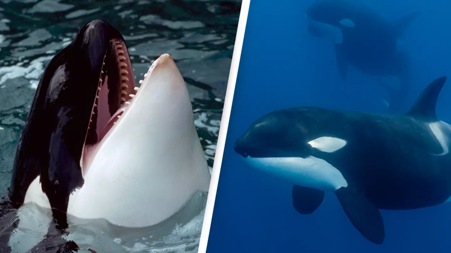Creepy recording of orcas imitating human speech leaves people amazed but extremely terrified