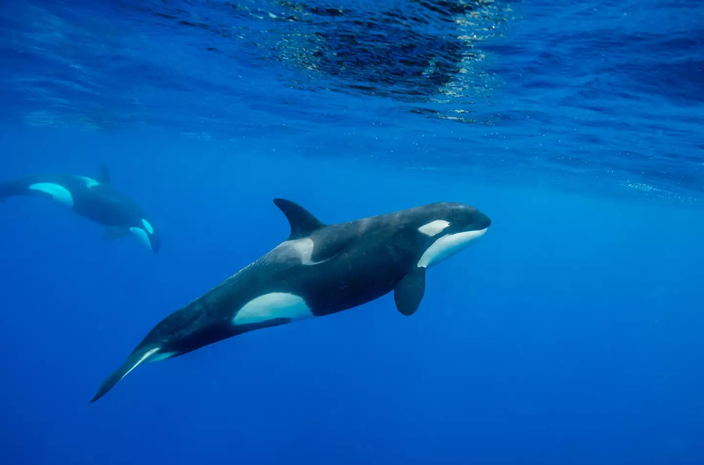 There's said to be between 150 and 200 orcas in New Zealand. (wildestanimal/Getty Stock)