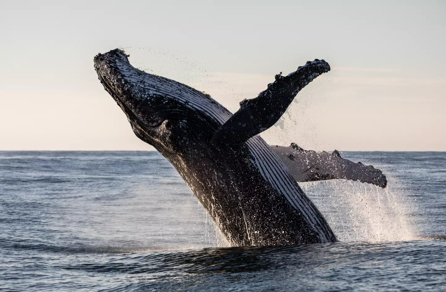 Despite there well meaning actions, marine authorities have said actions were against the law and risked injury from a distressed and unpredictable whale.(Getty Stock Image)