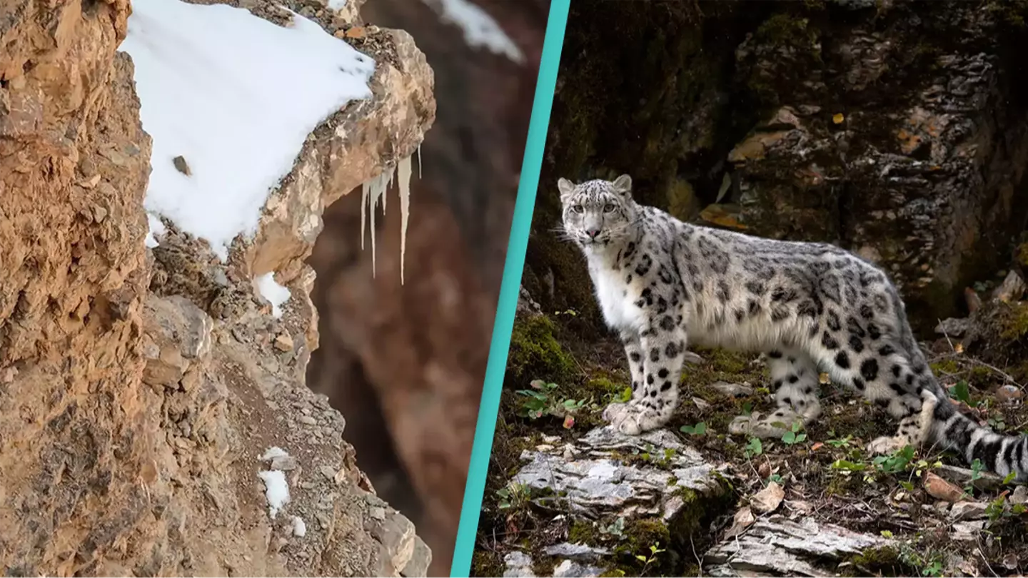 People are losing their minds trying to find the snow leopard in this picture