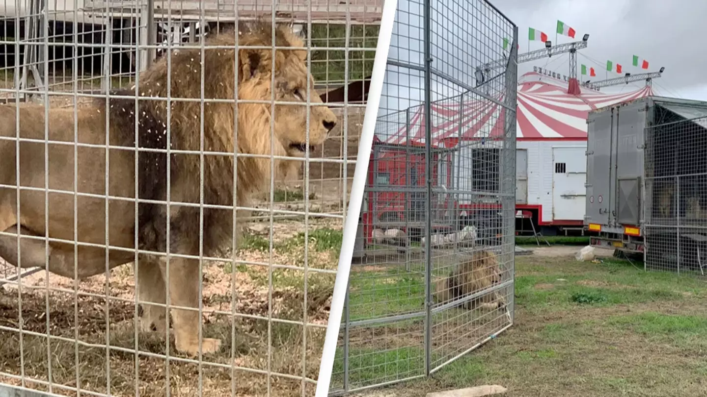 Mayor suggests lock on lion cage was 'sabotaged' after it escaped from circus