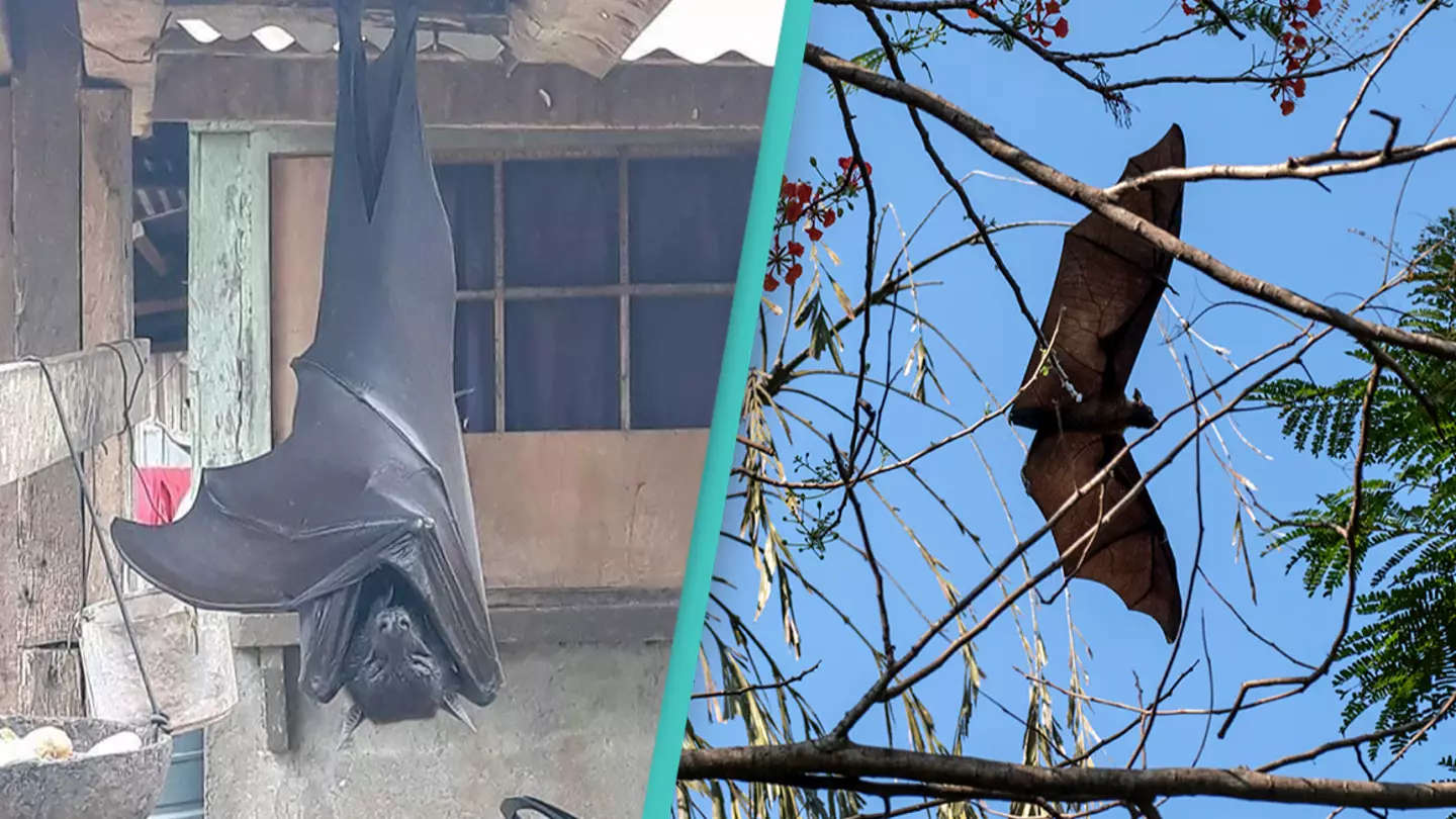 This amazing photo of a 'human-sized bat' is not actually fake