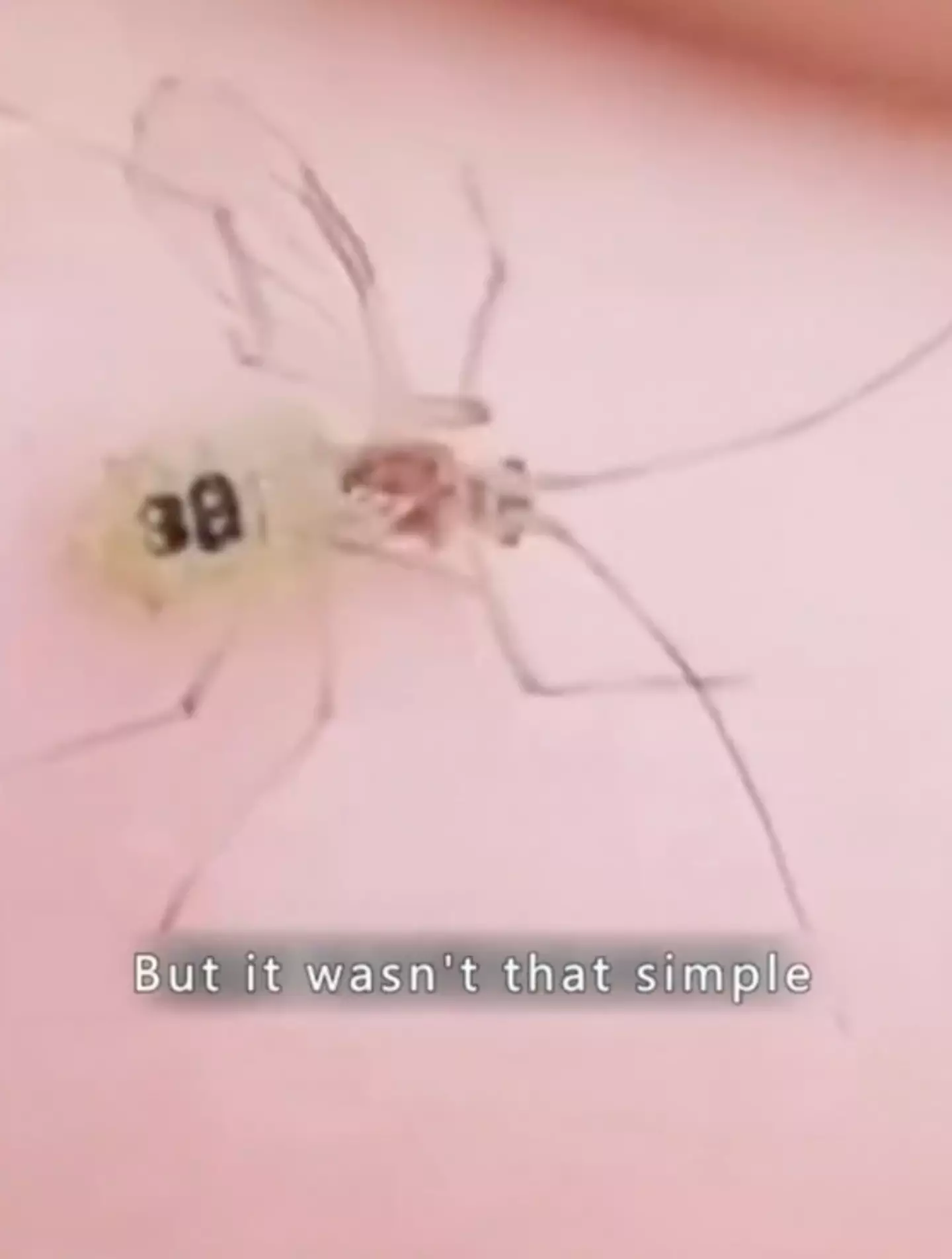 There's no confirmation as to why the mosquitos were spotted with numbers on their backs.