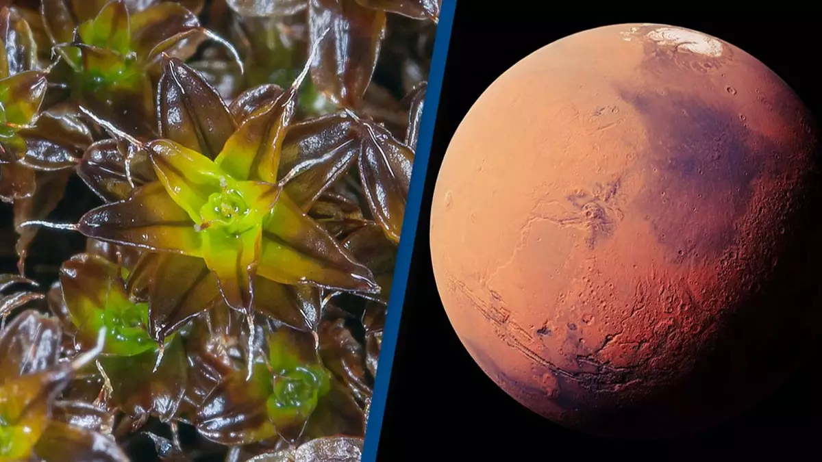 Scientists discover plant that could grow on Mars and pave the way for human life on the planet
