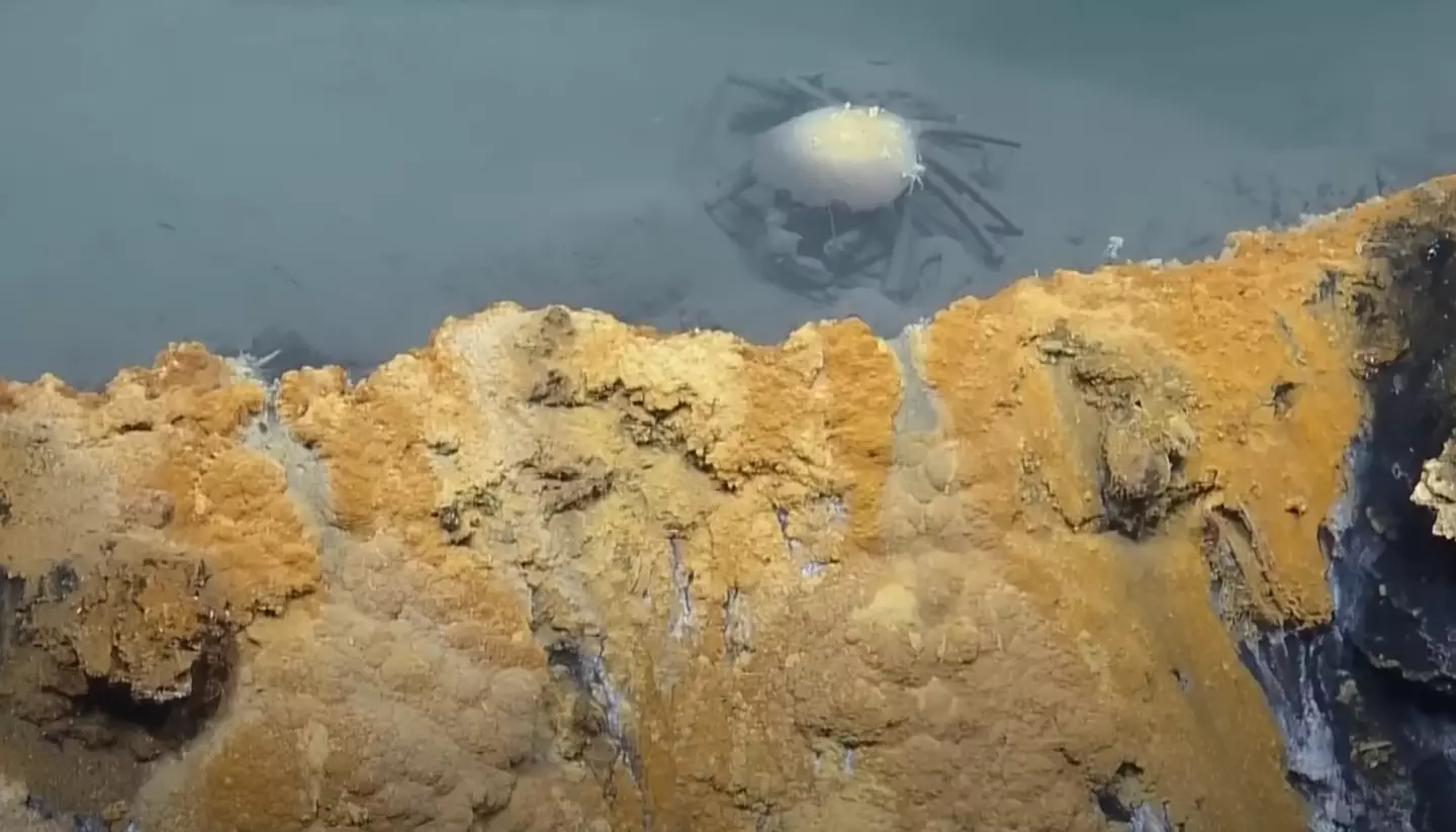 Dead sea creatures were discovered in the deep ocean pool. (YouTube/EVNautilus)
