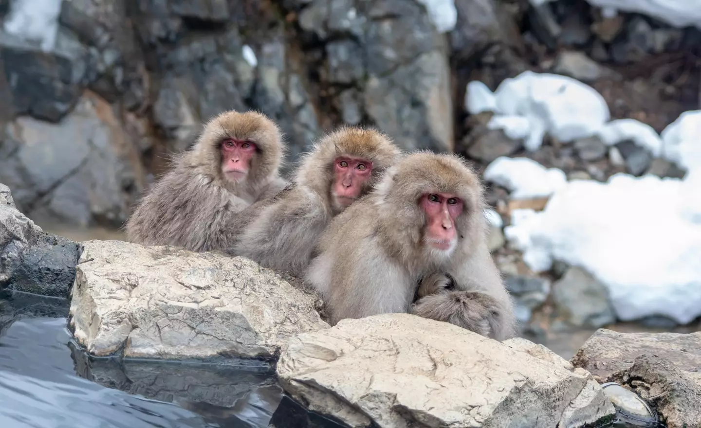 Macaques have been observed for over 70 years and have never been seen using tools. (Alamy)