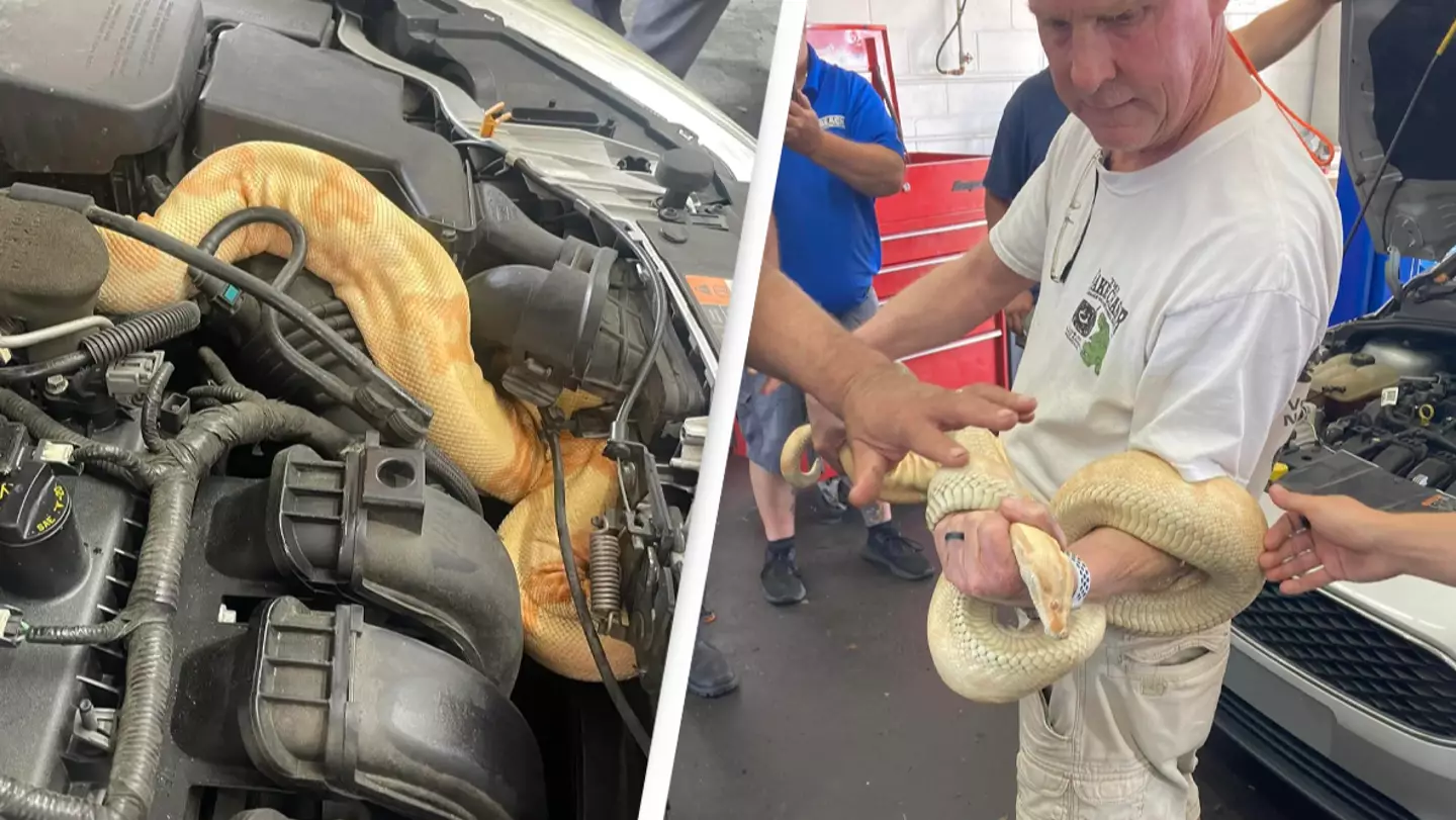 Eight-foot-long boa constrictor pulled from under car bonnet