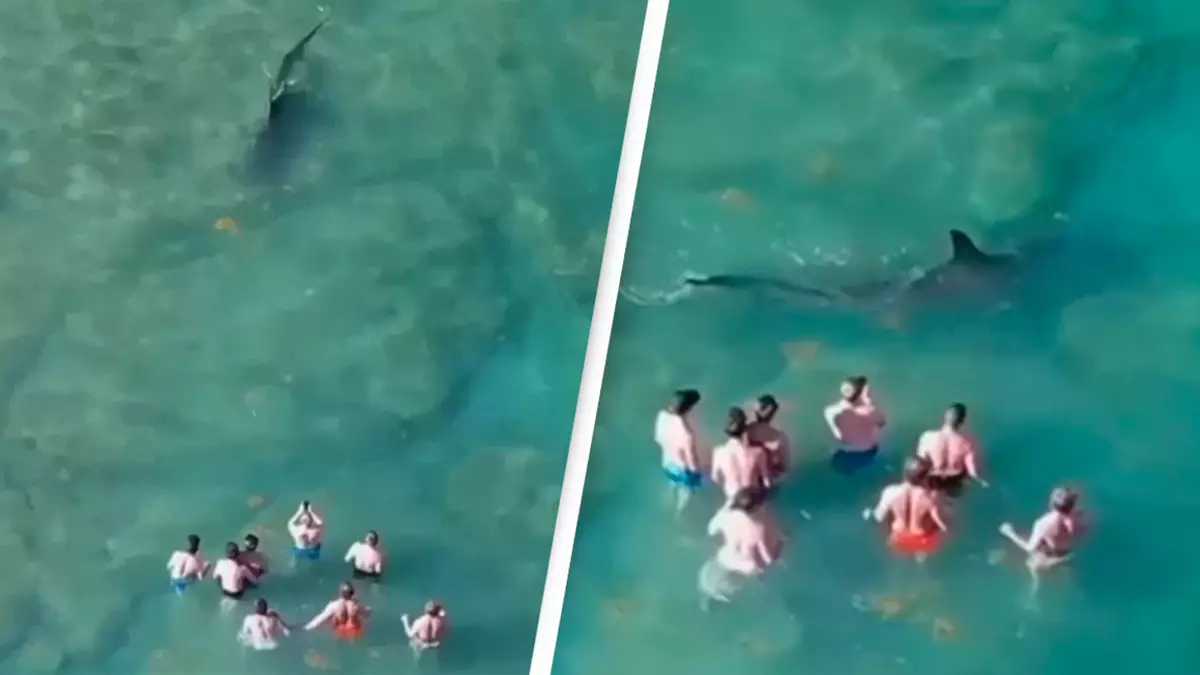 FAU  Can't Touch This! Drone Aerial Video Shows It's 'Hammerhead