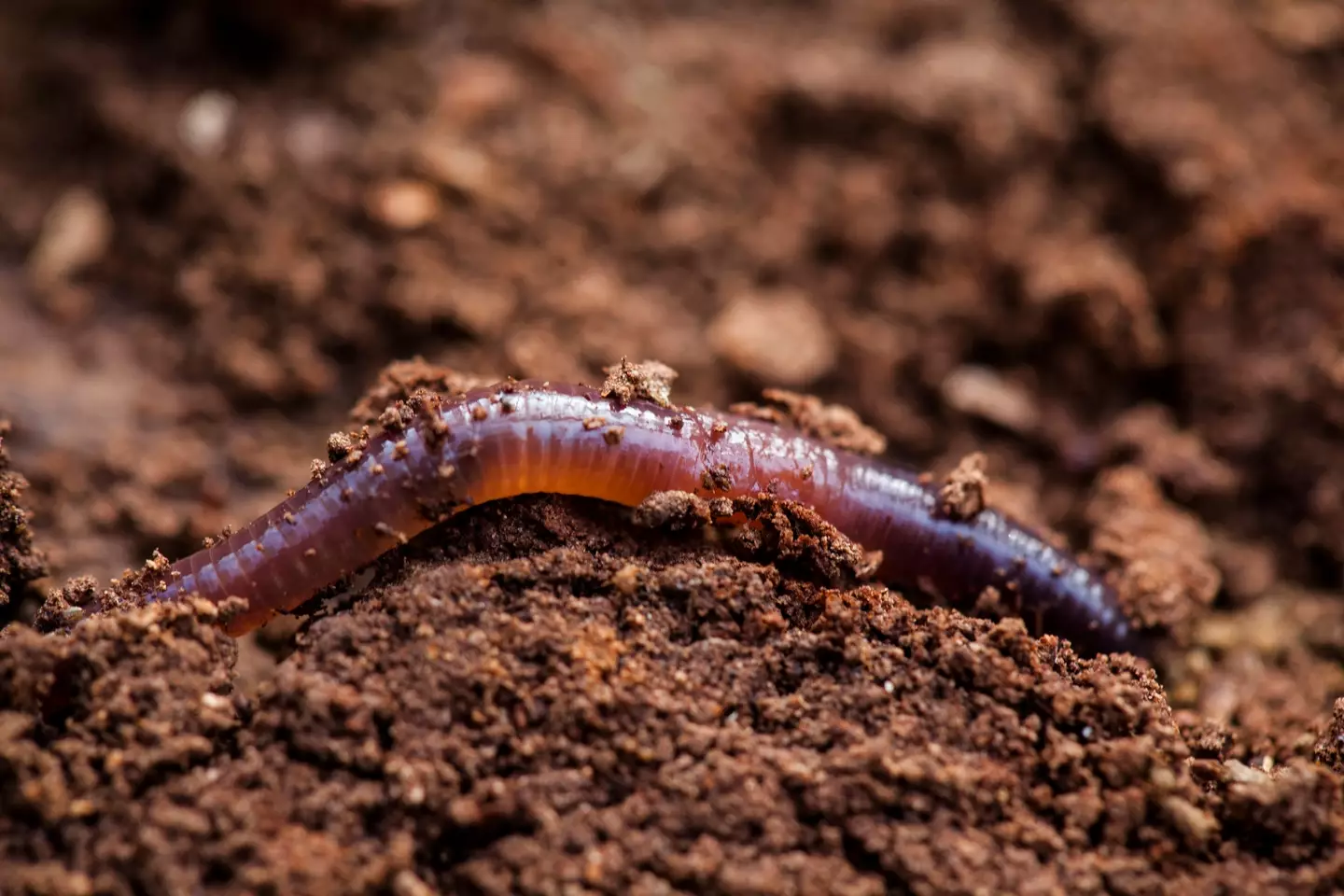 Scientists have strengthened the Piwi-piRNA pathway in a worm. (Getty Stock Image)