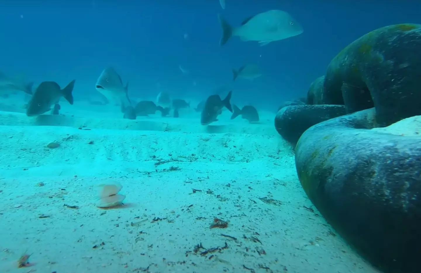 Viewers were initially delighted to see the school of fish seemingly complexed at the GoPro dropping in.