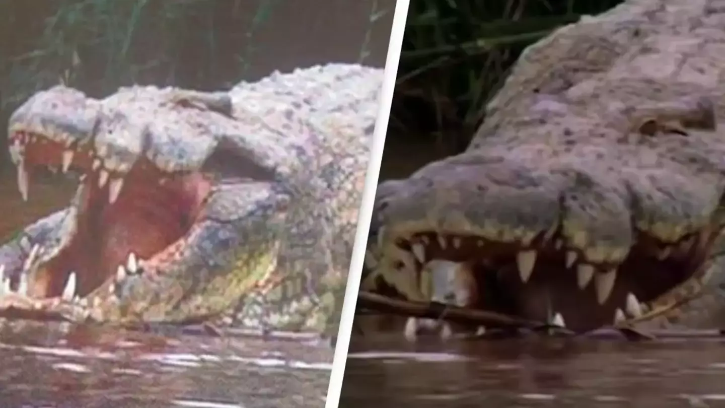 Huge crocodile rumored to have eaten 300 people escapes capture in dramatic footage