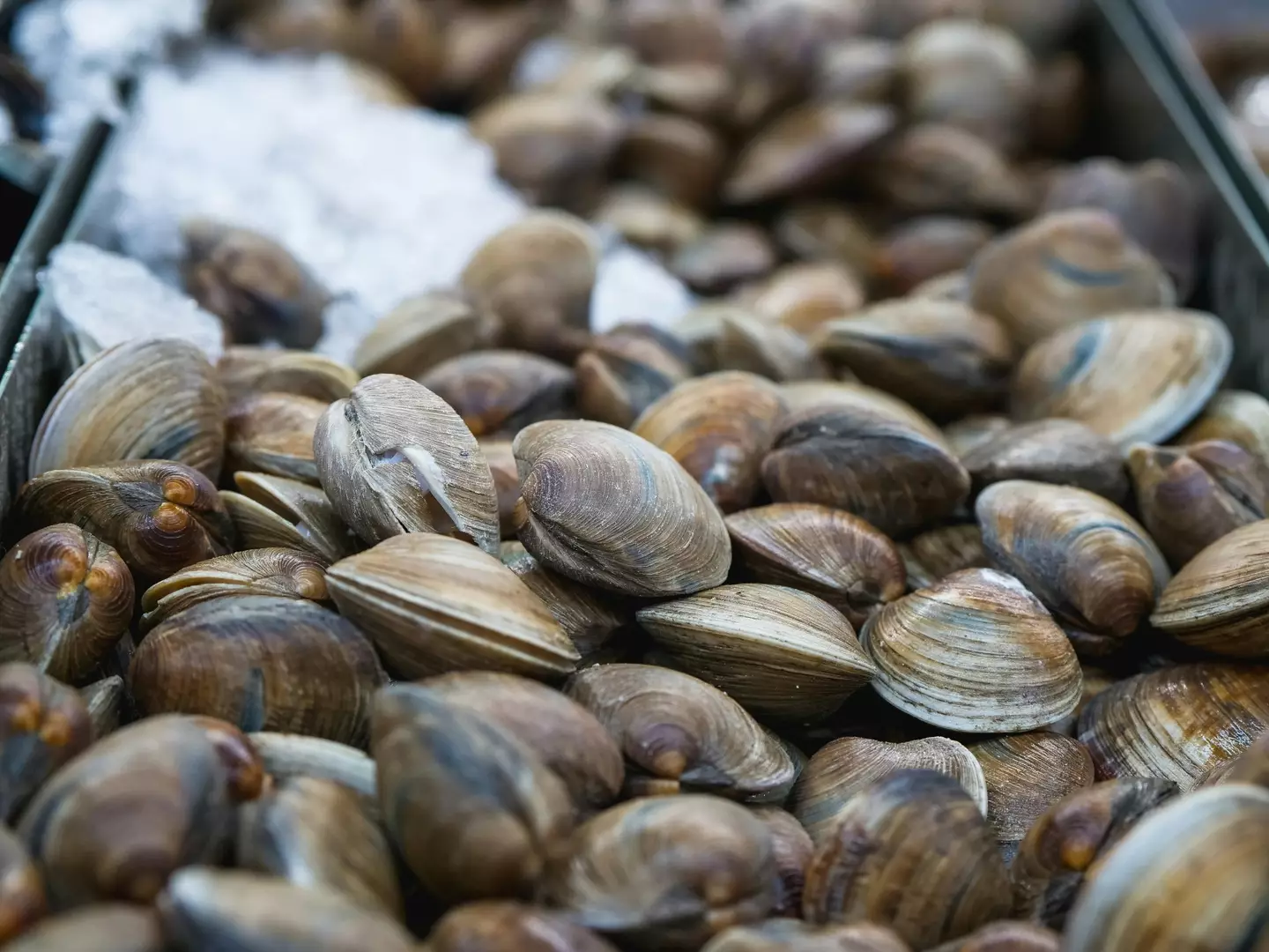 Collecting clams is illegal without having a fishing license. (pexels/Kindel Media)