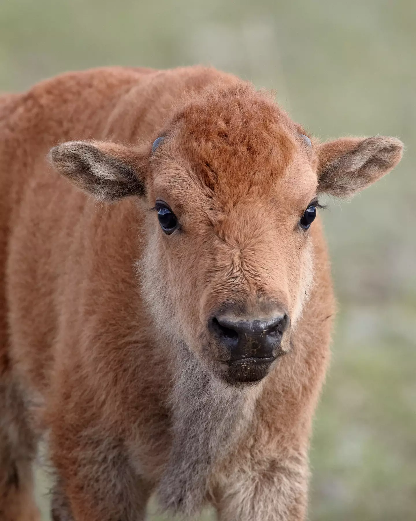 The bison calf - which was similar to the one pictured here - had to be killed.