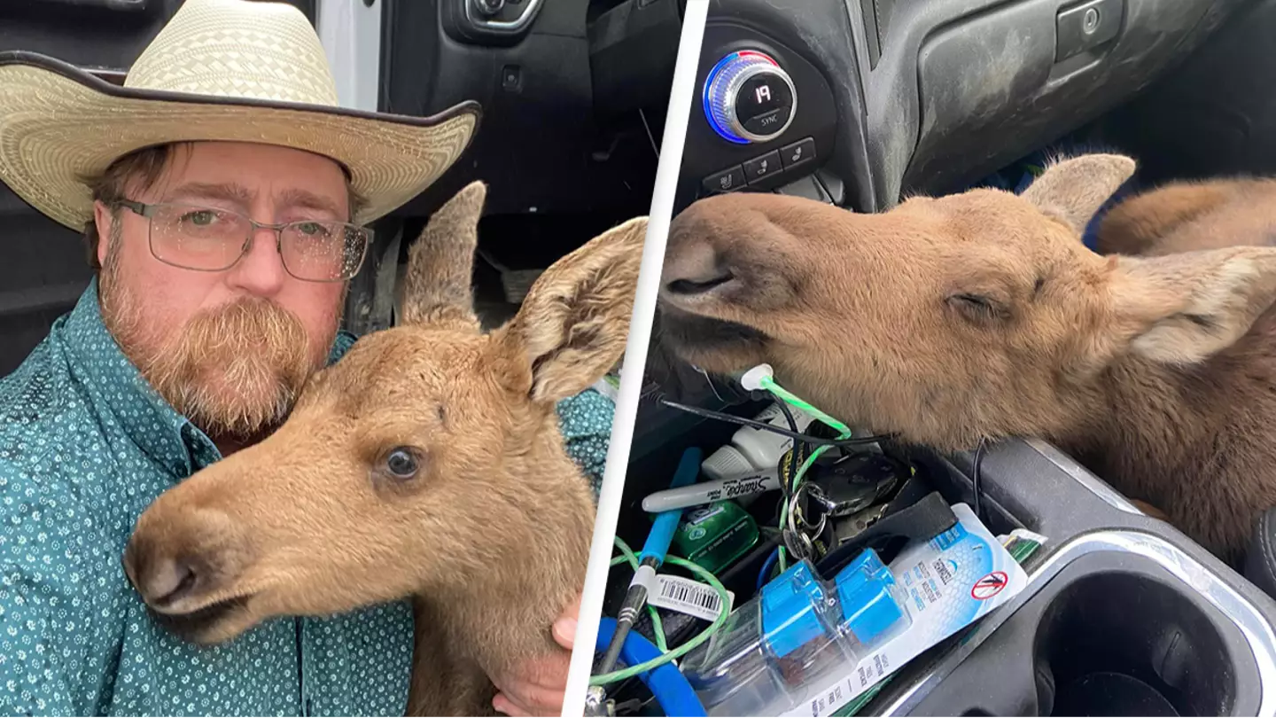 Man fired from his job after saving baby moose from a bear