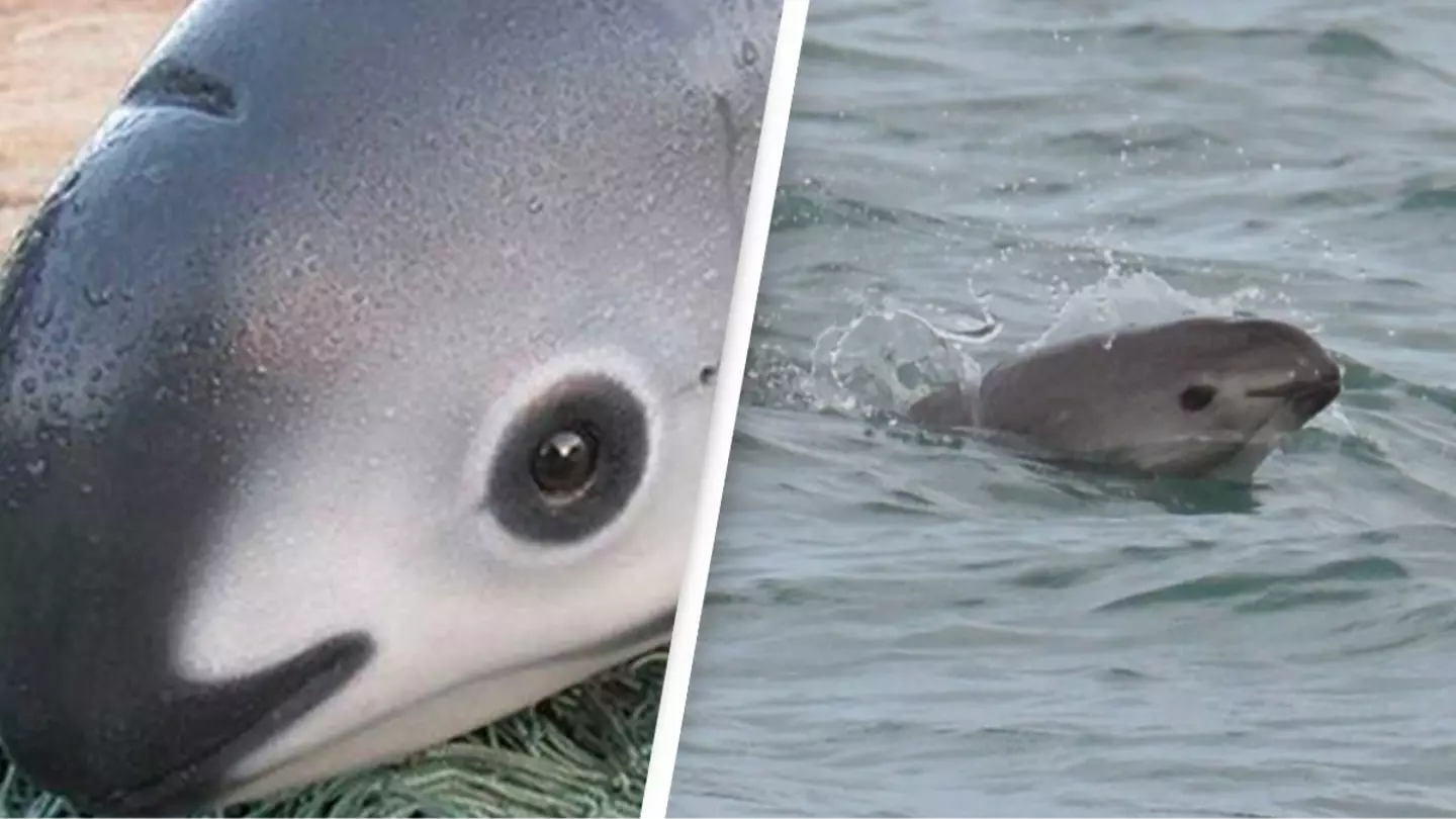 First extinction alert issued in 70 years to help rarest marine mammal on earth