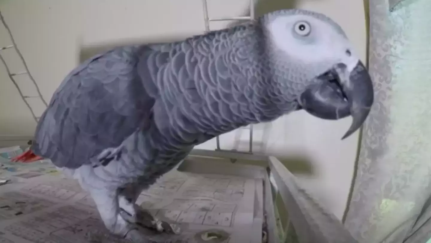 Bud the parrot, here of the hour.