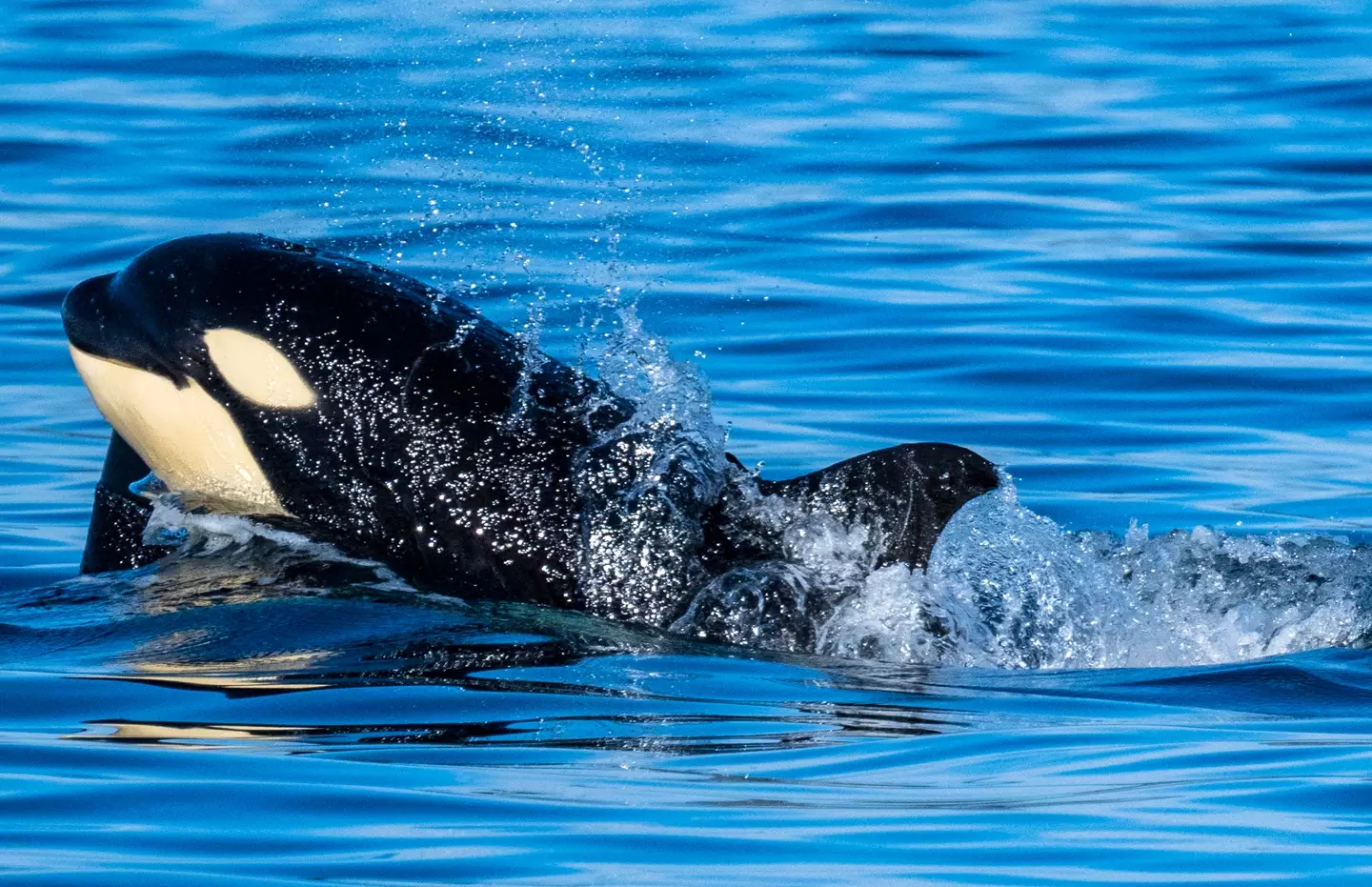 Orcas in captivity has lead to many tragic incidents involving both the whales and humans. (Mark Rightmire/MediaNews Group/Orange County Register via Getty Images)
