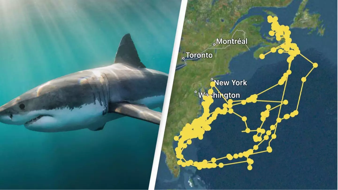US news Great White Shark being tracked by GPS draws shape of Great